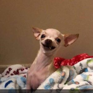 Meet your Posher, Abby